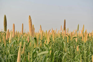 5 Reasons Why You Should Include Millets in Your Daily Diet